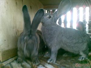 Продаются кролики крупных пород фландр и серый великан e8d92f99e-129194213-orig.jpg