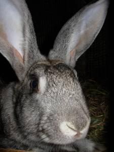 Кролики, крольчата для разведения продам недорого Город Уфа