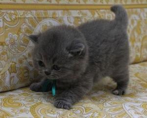 Британские котята голубого окраса Город Уфа 498.jpg