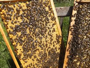Пчёлы в Уфе IMG-20161212-WA0009.jpg