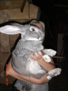 Продаю кроликов крупной мясной породы Бельгийский великан (Фландер) Город Уфа CIMG0466.jpg