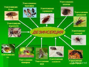 Профессиональное средство от тараканов Город Уфа 8олрбт.jpg