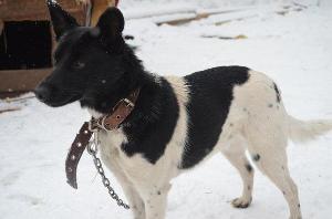 стерилизованная собака маленького роста в добрые руки Город Уфа 3cU6XIB64FU.jpg