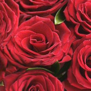 Розы всех сортов от 65 до 85 рублей за цветок! Город Уфа rfn3.jpg