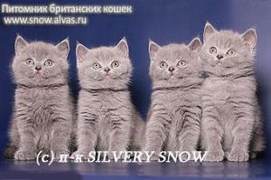 Покупка плюшевого британского котенка Город Москва
