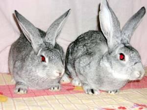 Кролики, крольчата для разведения продам недорого Город Уфа крол.jpg