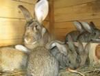 Кролики, крольчата для разведения продам недорого Город Уфа x_4fd9244f.jpg